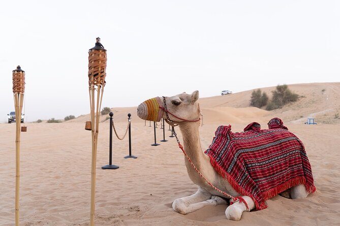 Dubai Premium Desert Safari with Dinner & Shows (Private Car) - Key highlights before you go