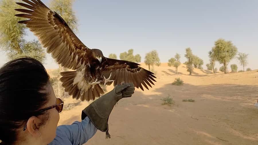 Dubai: Private Falconry Safari - Dubai Desert Conservation Reserve in a Luxury 4WD