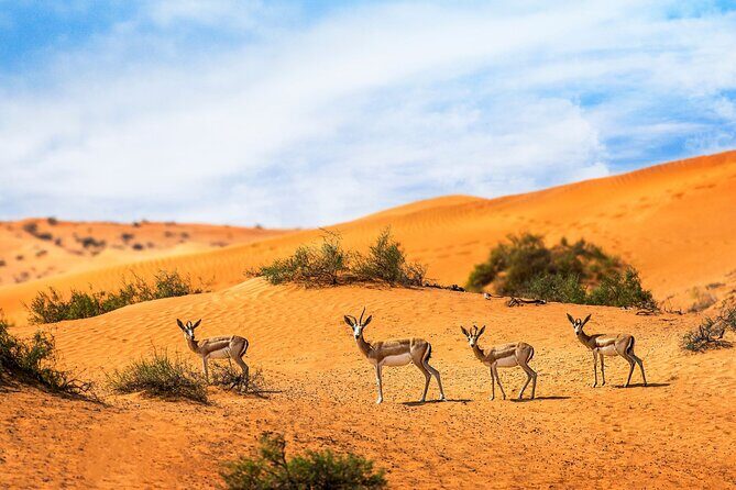 Dubai Private Sunset Desert Drive with Wildlife Experience - Quick hits before you go