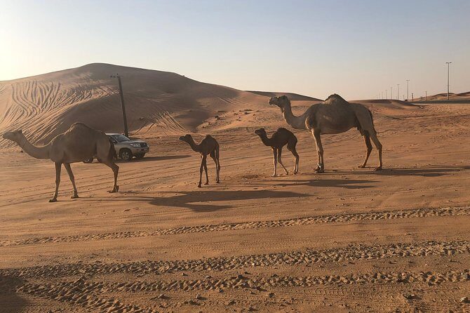 Dubai Red Dunes Desert Safari : Sandboarding, BBQ & Live Shows - From Any Dubai Address: Air-Conditioned Pickup to the Dunes