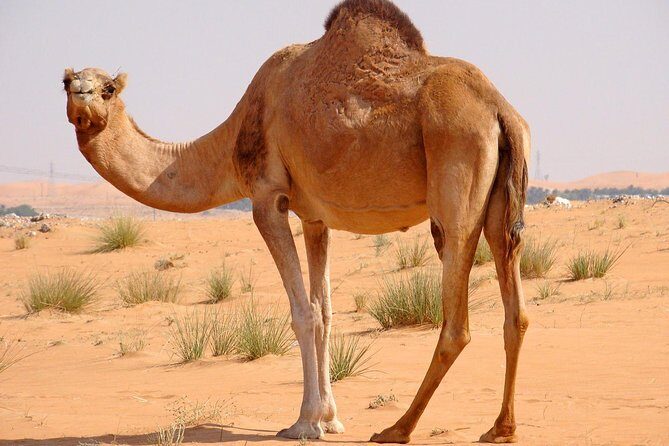 Dubai Red Dunes Desert Safari,ATV Quad Bike Camel Ride&BBQ Dinner - A 3:00 pm start that makes the desert work for you