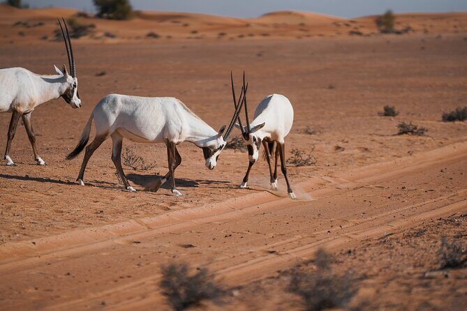Dubai Red Dunes Safari: Dune Bashing, Camel Ride & Breakfast - Hotel pickup in a long-wheelbase 4WD: comfort and rules