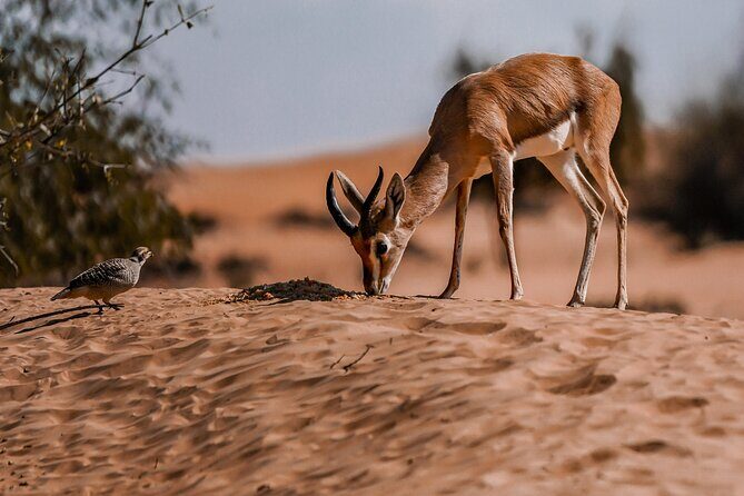 Dubai Red Dunes Safari: Dune Bashing, Camel Ride & Breakfast - Price and value: how $93 fits this morning schedule