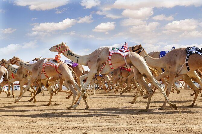 Dubai Royal Camel Race with Prime Seats & Short Camel Ride - Key highlights you’ll feel right away