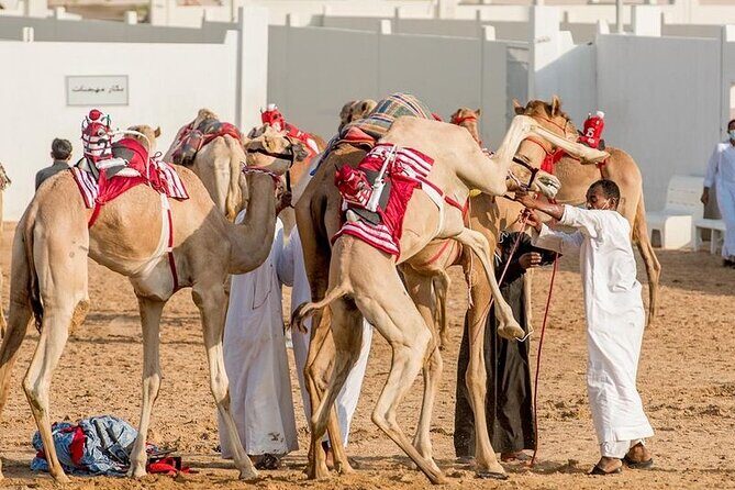 Dubai Royal Camel Race with Prime Seats & Short Camel Ride - Why Dubai camel racing feels different from horse racing