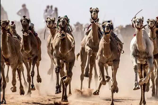 Dubai Royal Camel Race with Prime Seats & Short Camel Ride - Camel milk and ice cream tastings: more than just a gimmick