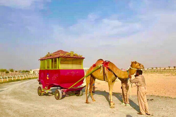 Dubai Royal Camel Race with Prime Seats & Short Camel Ride - The VIP animal interactions: feeding and a short camel ride