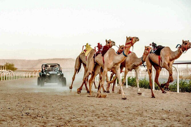 Dubai Royal Camel Race with Prime Seats & Short Camel Ride - Watching the camel race: betting, laps, and what the show feels like