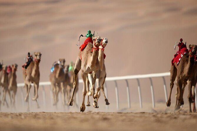Dubai Royal Camel Race with Prime Seats & Short Camel Ride - Meeting point on Al Ain Road: where things can go wrong fast