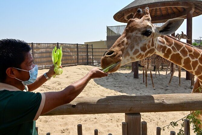 Dubai Safari Park - Kids Farm: a family stop that’s actually built for participation