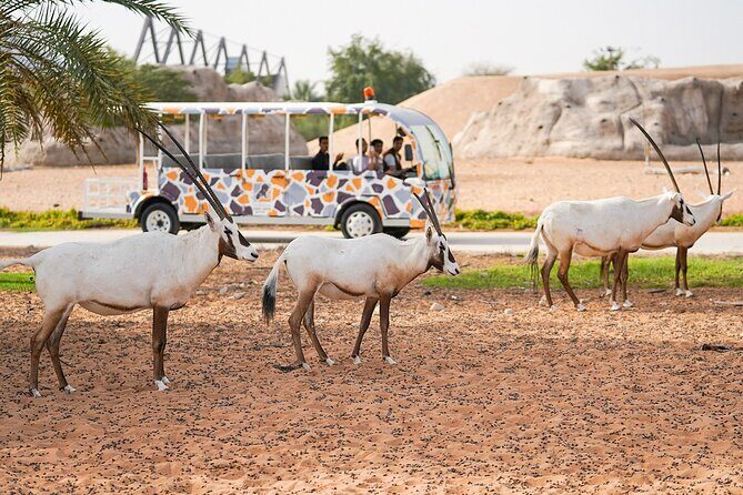 Dubai Safari Park - Getting there and planning your day in Dubai timing reality