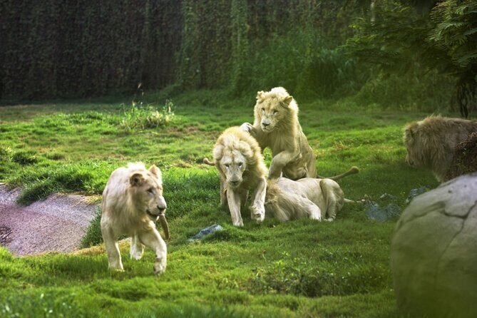 Dubai Safari Park With Transfer - Dubai Safari Park: what habitat-style viewing gets you