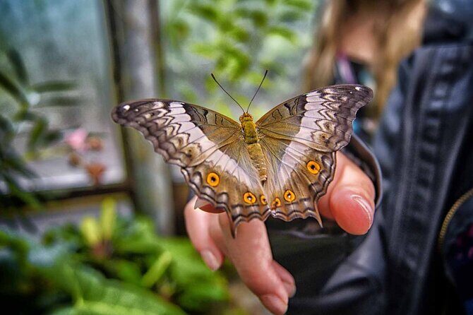 Dubai: Skip-The-Line Ticket to Butterfly Garden - Why Dubai Butterfly Garden Feels Like a Refuge, Not a Side Trip