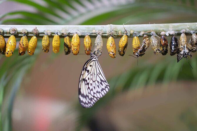 Dubai: Skip-The-Line Ticket to Butterfly Garden - Itinerary Walkthrough: Arrive by Miracle Garden and Explore on Your Own Time