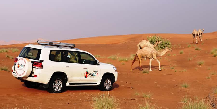 Dubai Sunrise Desert Camel Trek with Breakfast - Camel trek 30–40 minutes: calm rides, better pacing, and photo timing