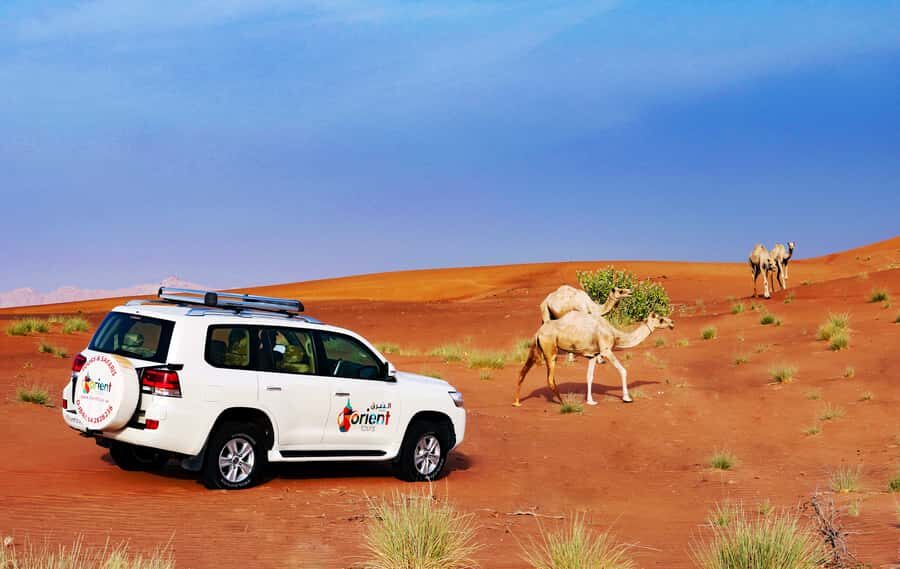 Dubai Sunrise Desert Camel Trek with Breakfast - Who should book this sunrise camel trek (and who should skip it)
