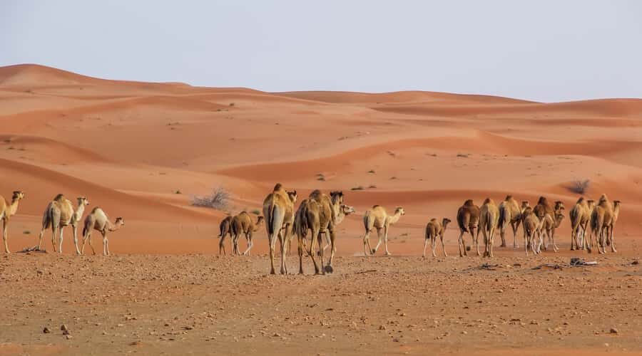 Dubai Sunrise Desert Camel Trek with Breakfast - Lahbab Desert and the air-conditioned 4x4 ride you can actually enjoy