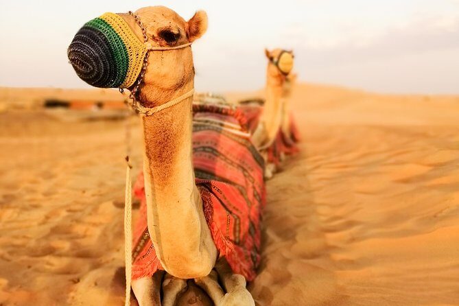 Dubai Super Saver: Desert Camp Experience by 4x4 and Dhow Dinner Cruise - Price and Value: What $135 Gets You (and When It’s a Smart Buy)