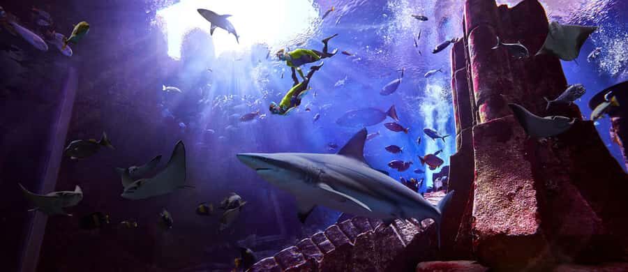 Dubai: The Lost Chambers Aquarium Snorkeling Experience - Key Things That Make This Snorkeling Special