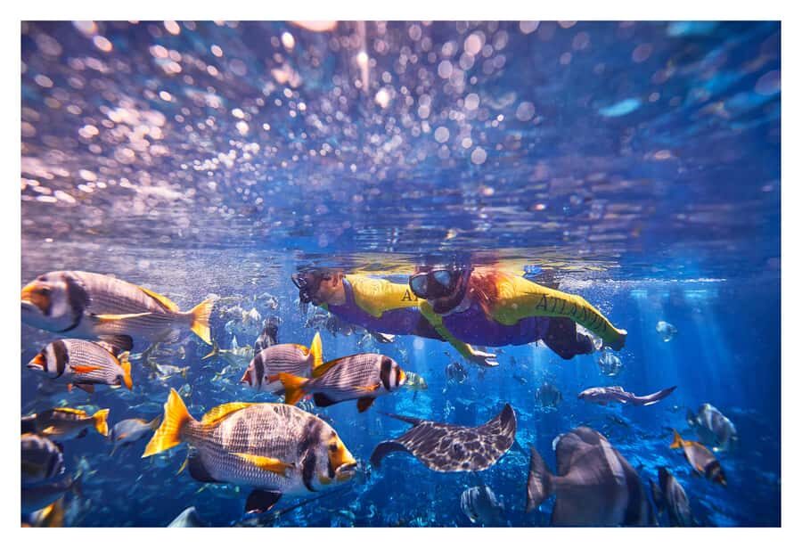 Dubai: The Lost Chambers Aquarium Snorkeling Experience - Snorkeling the Ambassador Lagoon at Lost Chambers Aquarium