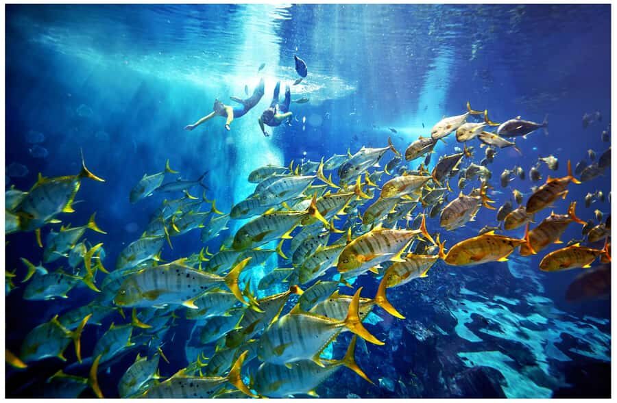 Dubai: The Lost Chambers Aquarium Snorkeling Experience - Getting in the water: what 20 minutes in Ambassador Lagoon feels like