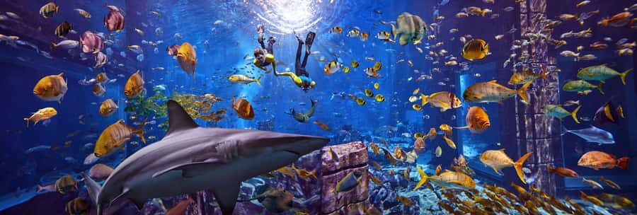 Dubai: The Lost Chambers Aquarium Snorkeling Experience - The briefing and wetsuit setup: how the morning (or afternoon) starts