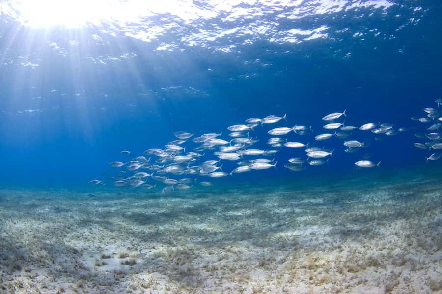 Dubai to Fujairah: First Scuba Diving + Transfer & BBQ - Your first scuba session in Dibba waters: calm water, certified guidance