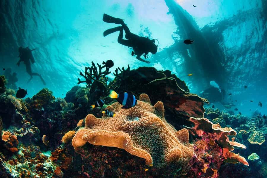 Dubai to Fujairah: First Scuba Diving + Transfer & BBQ - Snorkeling after the training: shallow reefs and extra confidence