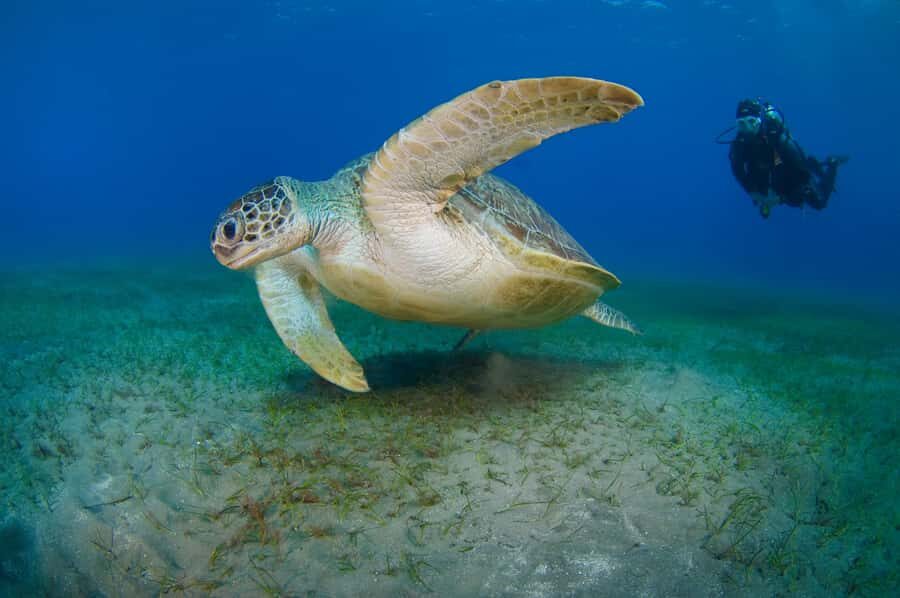 Dubai to Fujairah: First Scuba Diving + Transfer & BBQ - Underwater photos and video: why this matters for first-timers