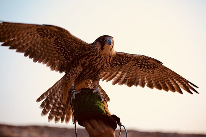 Evening Desert Safari Abu Dhabi with Hot BBQ Dinner - Sand-to-night: stargazing, coffee breaks, and shisha time