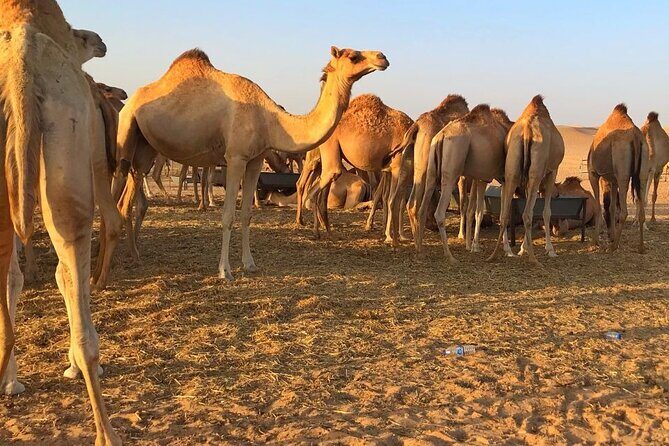 Evening Desert Safari Abu Dhabi with Hot BBQ Dinner - Quad bikes, photos, and small choices that change your experience
