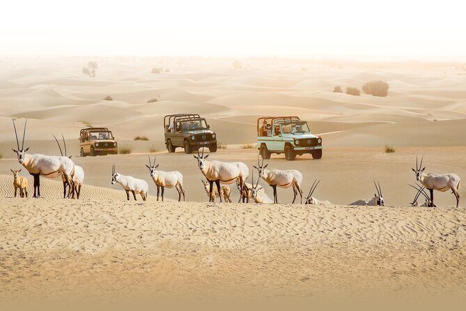 Evening Heritage Safari by Vintage G-Class at Al Marmoom Oasis - Pickup and Timing: What the 3:00 pm Start Gets You
