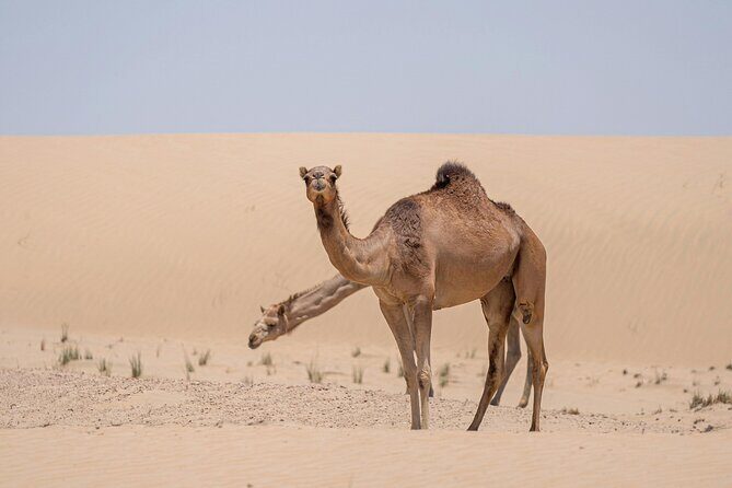 Evening Red Dunes Desert Safari In Dubai - What the Best Guides Do (And Why Names Keep Coming Up)