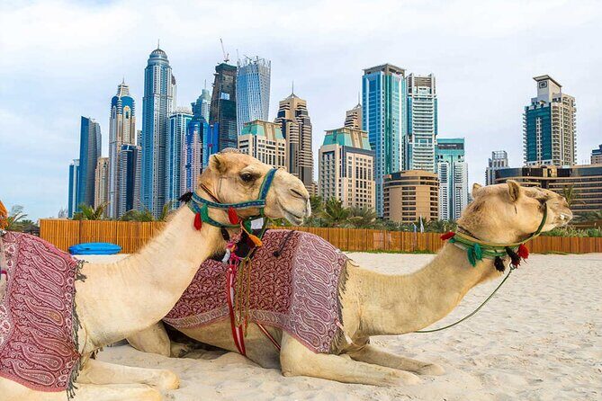 Exclusive Guided Dubai City Sightseeing Tour(Half Day) - Gold Souk: Jewelry History Plus Real Negotiation Energy