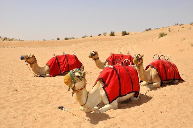 Exclusive Sunrise Desert Safari with Camel Ride Sand Boarding Dune Bashing - Key Points to Know Before You Go