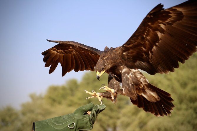 Falcon 1—Private Dubai Falconry Safari - Why the Private Format Feels More Personal (Especially for First-Timers)
