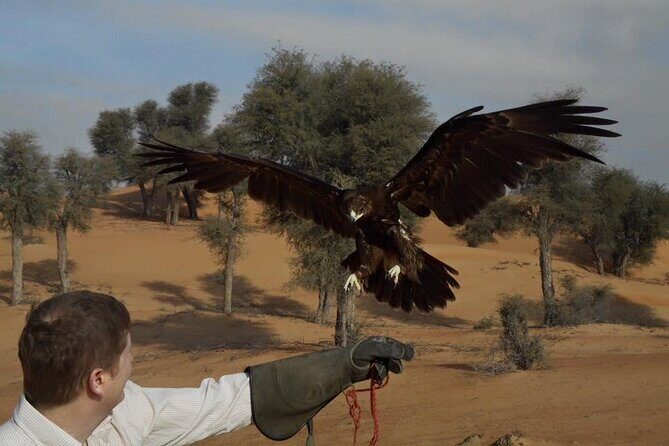 Falcon 1—Private Dubai Falconry Safari - Price and Value: Why $274 Can Feel Reasonable Here