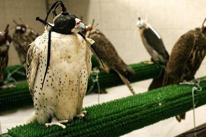 Falcon Hospital Tour - Why Abu Dhabi’s Falcon Hospital Feels Like a Real Workplace