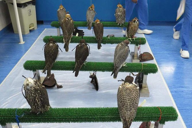 Falcon Hospital Tour - The 20-Year Story: How the Clinic Got Started