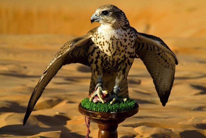 Falcon Hospital Tour Abu Dhabi - Key things to know before you go