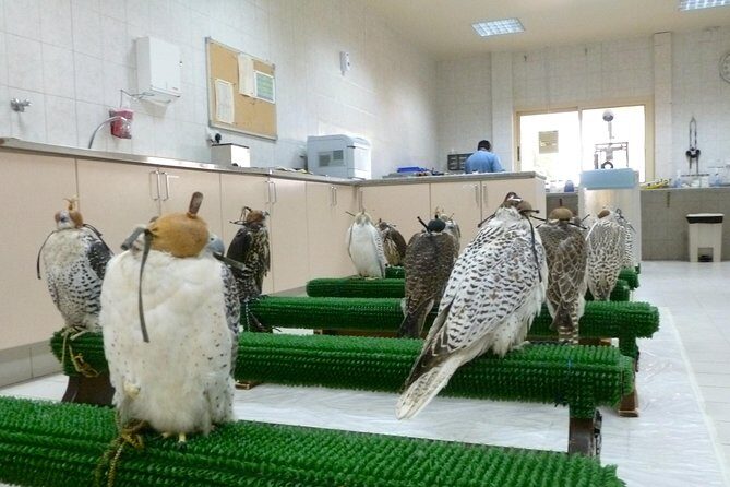 Falcon Hospital Tour Abu Dhabi - Why Abu Dhabi’s Falcon Hospital feels different from typical animal tours