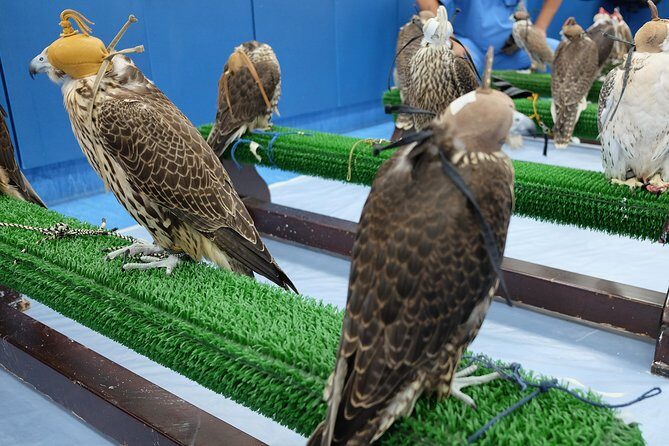Falcon Hospital Tour Abu Dhabi - Entering the Abu Dhabi Falcon Hospital: what you’ll actually learn