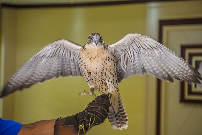 Falcon Hospital Tour Abu Dhabi - Price and value: what $118.37 buys you in practice
