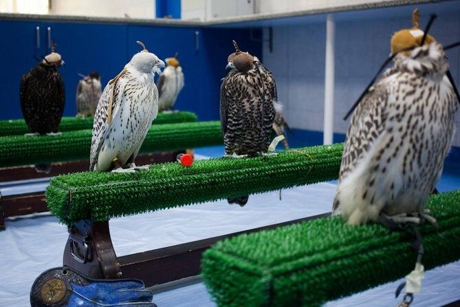Falcon Hospital Tour - Inside the 200 Air-Conditioned Treatment Rooms