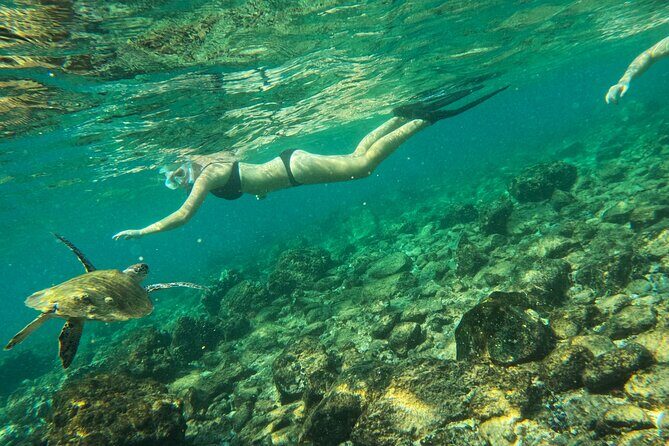 From Abu Dhabi: Snorkeling with turtles in Fujairah with BBQ - What You’ll See Underwater: Turtles, Fish, Rays, and the Occasional Shark