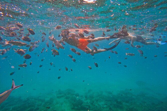 From Abu Dhabi: Snorkeling with turtles in Fujairah with BBQ - Khorfakkan Waterfall and Amphitheatre Views on the Return Trip