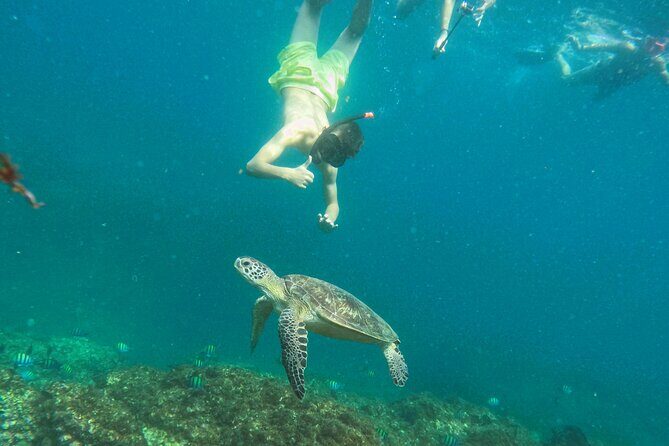 From Abu Dhabi: Snorkeling with Turtles in Fujairah with BBQ - Road trip from Abu Dhabi: plan for the full 10 hours