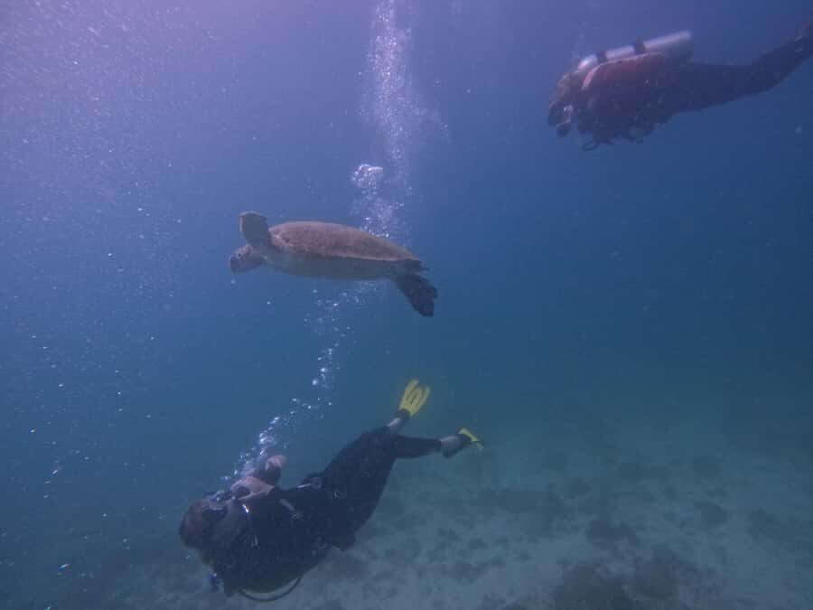 From Dubai: 2 Dives for Certified Divers with BBQ & Transfer - Morning Pickup from Dubai: Why the 6:00–7:00 Window Matters