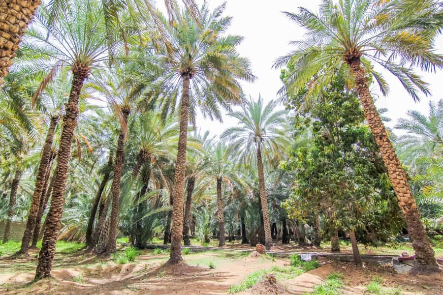 From Dubai: Al Ain Garden City Full-Day Sightseeing Tour - Ayla Bawadi Hotel lunch: a real break, not a rushed refuel