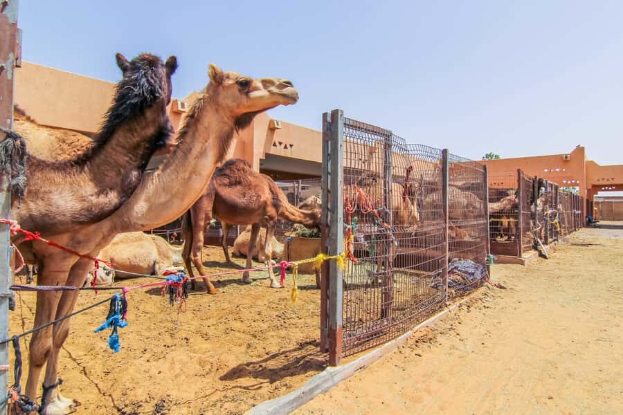 From Dubai: Al Ain Garden City Full-Day Sightseeing Tour - Camel market stop and Jebel Hafeet hot springs photo time